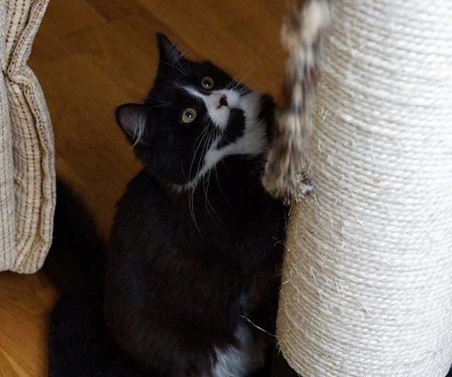 Teaching cat to use best sale scratching post